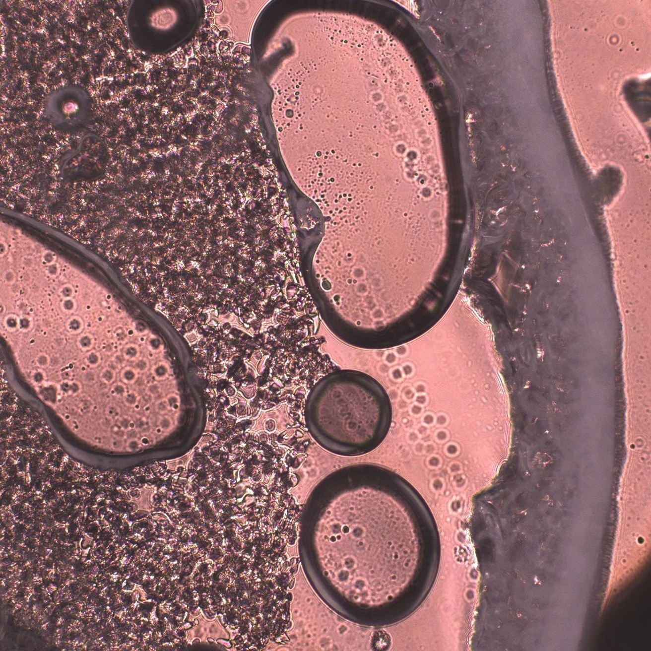 Microscope image showing bubble-like formations in a pink/reddish medium.